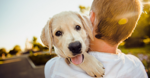 choosing the best dog food why fresh is best
