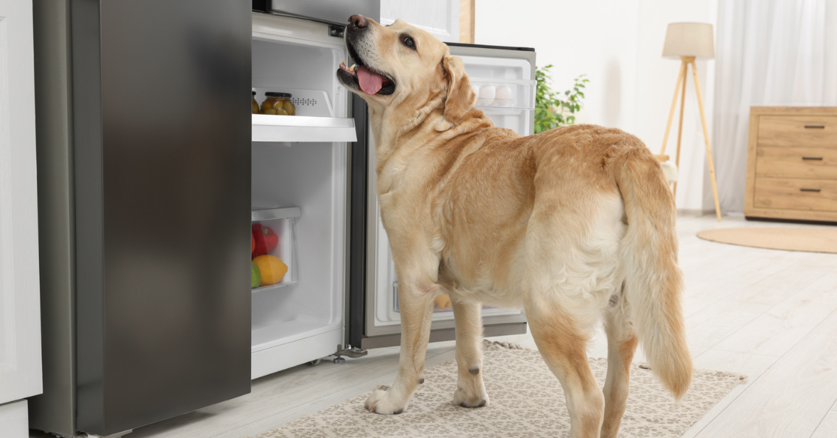 Freeze or Refrigerate: Nala’s Easy Guide for Keeping it Fresh