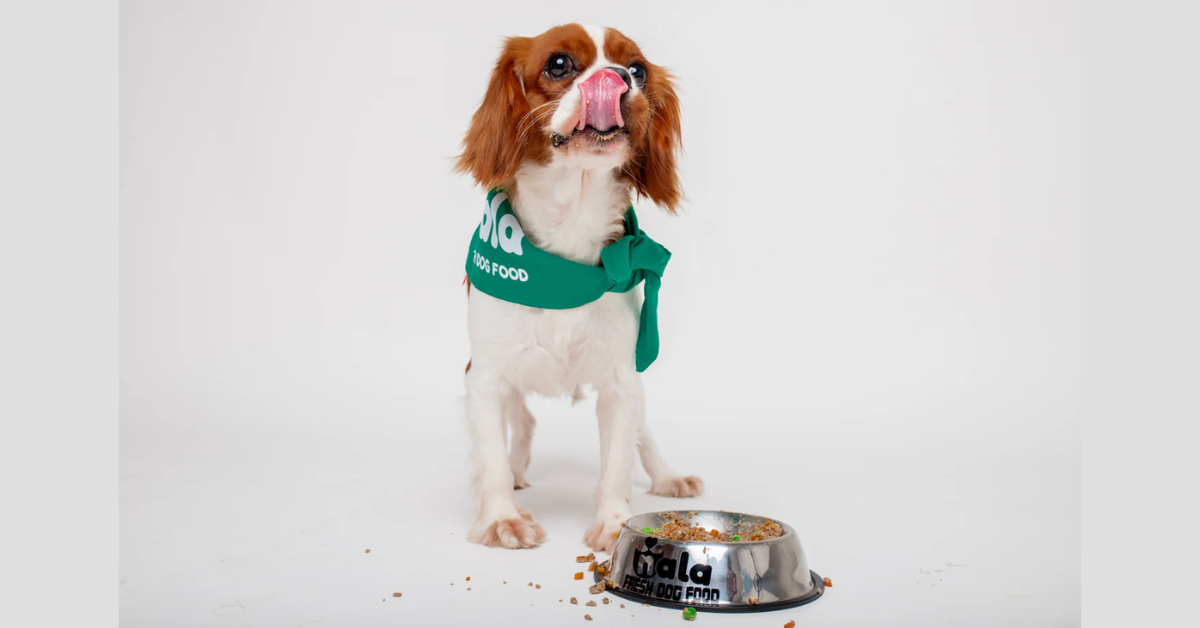 What to Expect When You Switch to Fresh Dog Food