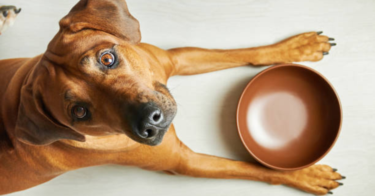 What’s Really in Your Dog’s Bowl? A Pet Owner’s Guide