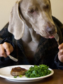 Top 12 Fresh Human Grade Foods for Dogs