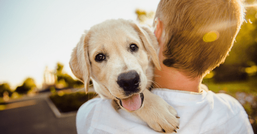 choosing the best dog food why fresh is best