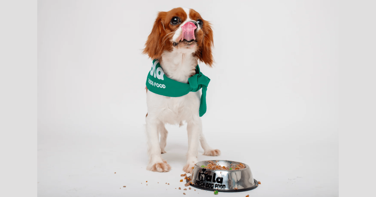 What to Expect When You Switch to Fresh Dog Food